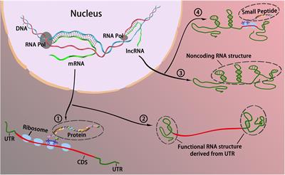 Coding or Noncoding, the Converging Concepts of RNAs